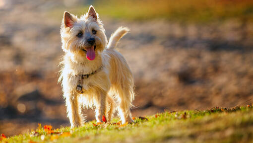 Cairn terrier best sale hypoallergenic dogs